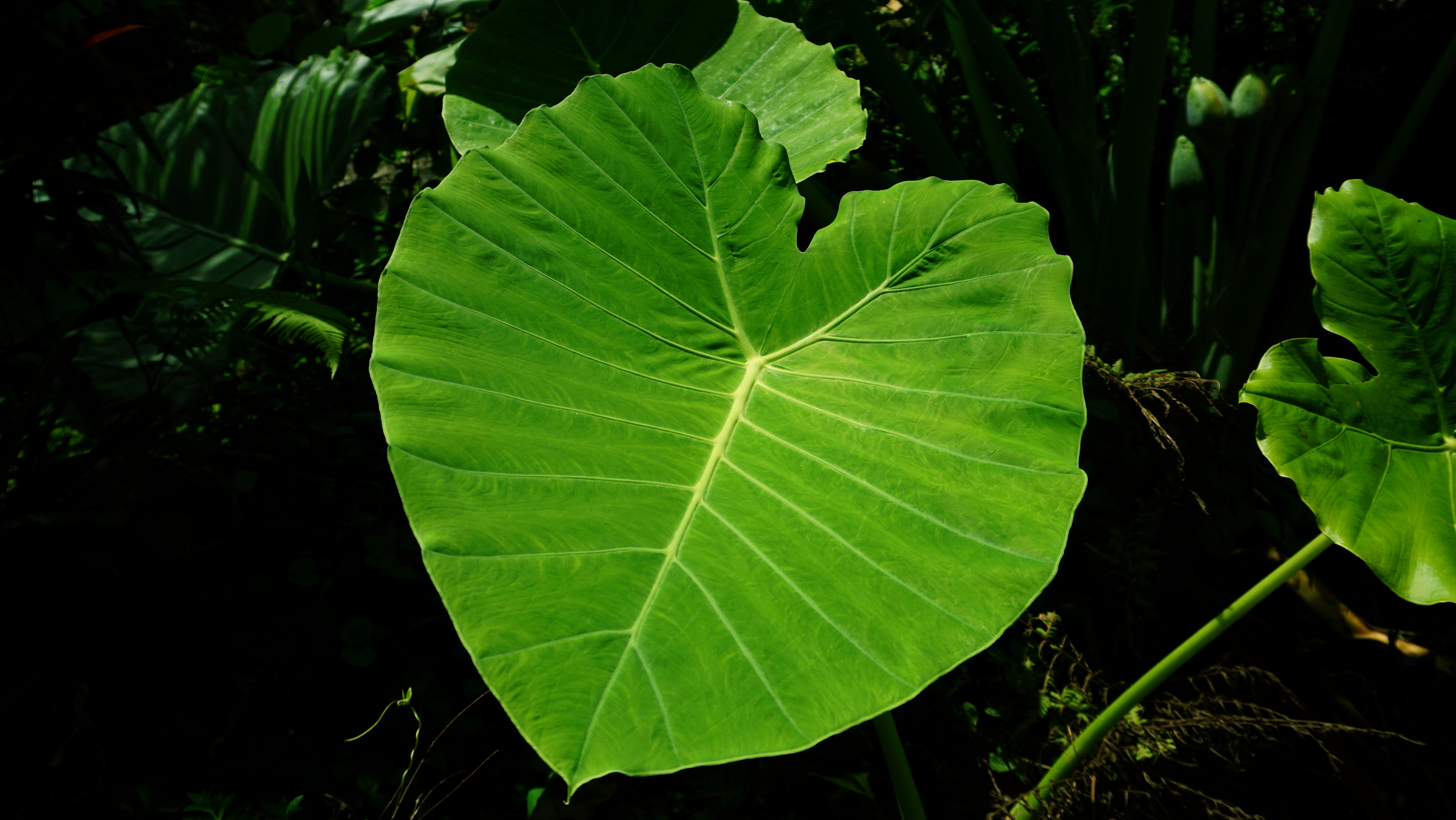 taro leaves