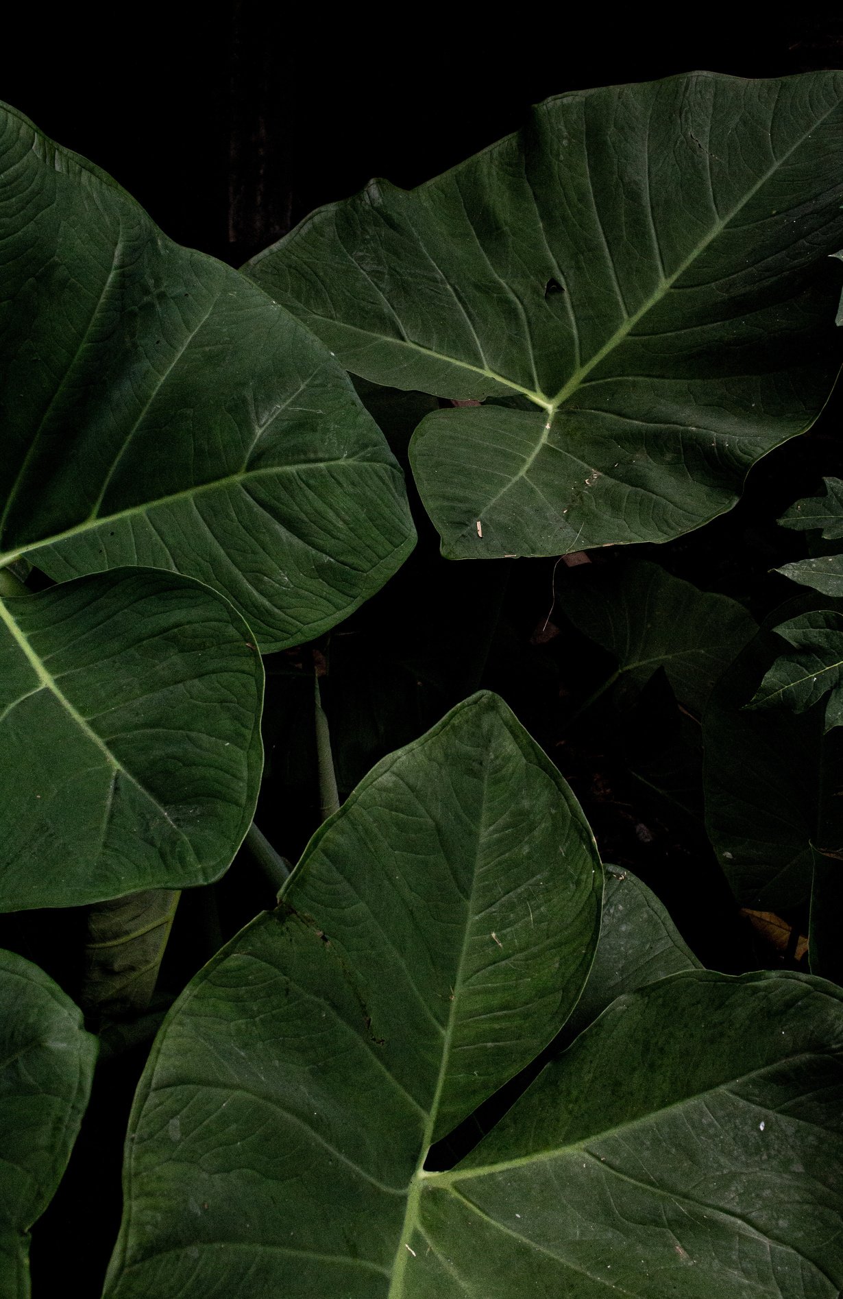 Taro leaves