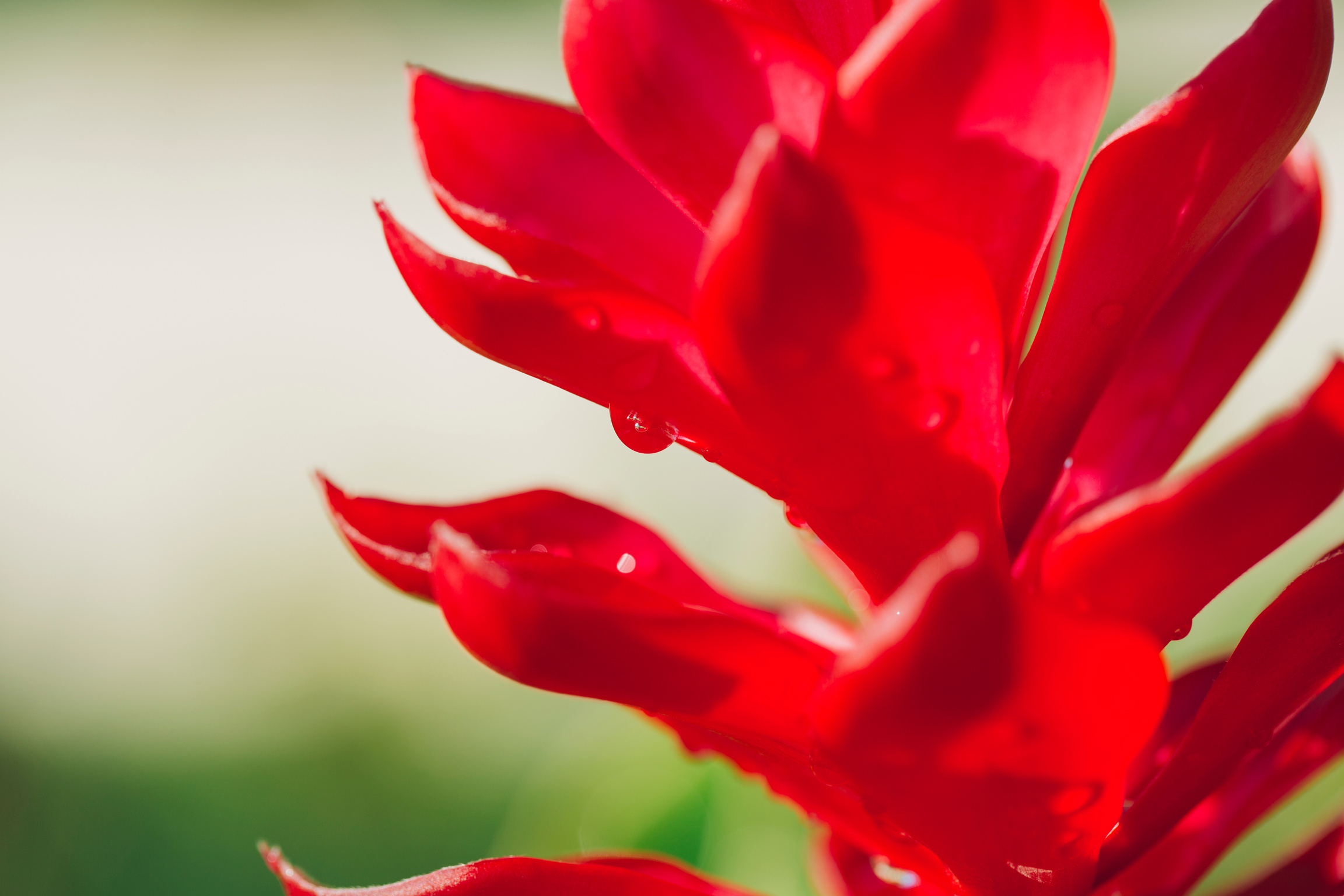 Red leaves Ginger Hawaiian plant